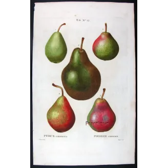 Antique Botanical Print – Pancrace Bessa – Common Pear Varieties