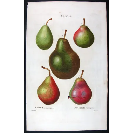 Antique Botanical Print – Pancrace Bessa – Common Pear Varieties
