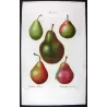 Cultivated Pear Varieties (*Pyrus communis*), Antique botanical print by Bessa (c.1801-1819)