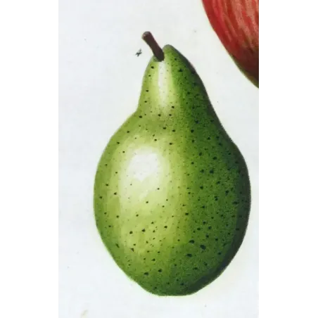 Antique Botanical Print – Pancrace Bessa – Common Pear Cultivars