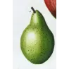 French Cultivated Pear Varieties (Pyrus communis) — Original Hand-Colored Engraving by Pancrace Bessa, c.1801–1819