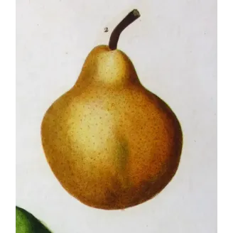 Antique Botanical Print – Pancrace Bessa – Common Pear Cultivars