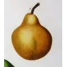 French Cultivated Pear Varieties (Pyrus communis) — Original Hand-Colored Engraving by Pancrace Bessa, c.1801–1819