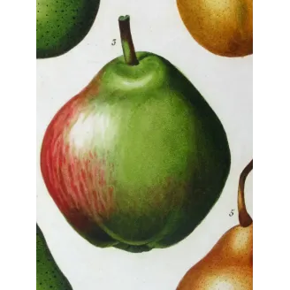 Antique Botanical Print – Pancrace Bessa – Common Pear Cultivars