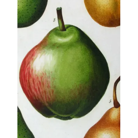 Antique Botanical Print – Pancrace Bessa – Common Pear Cultivars