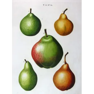 Antique Botanical Print – Pancrace Bessa – Common Pear Cultivars