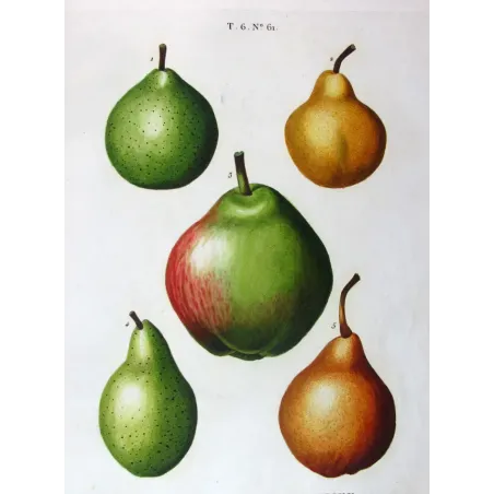 Antique Botanical Print – Pancrace Bessa – Common Pear Cultivars