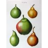 French Cultivated Pear Varieties (Pyrus communis) — Original Hand-Colored Engraving by Pancrace Bessa, c.1801–1819