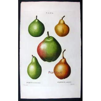 Antique Botanical Print – Pancrace Bessa – Common Pear Cultivars