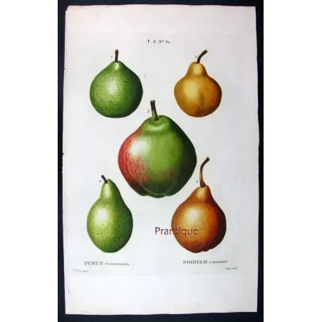 Antique Botanical Print – Pancrace Bessa – Common Pear Cultivars