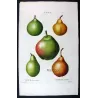 French Cultivated Pear Varieties (Pyrus communis) — Original Hand-Colored Engraving by Pancrace Bessa, c.1801–1819