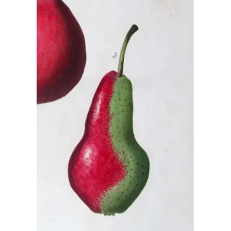 Antique Botanical Print – Pancrace Bessa – Variegated Pears and Apple