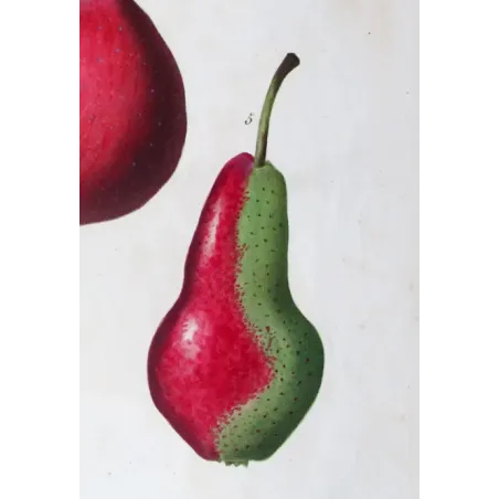 Antique Botanical Print – Pancrace Bessa – Variegated Pears and Apple