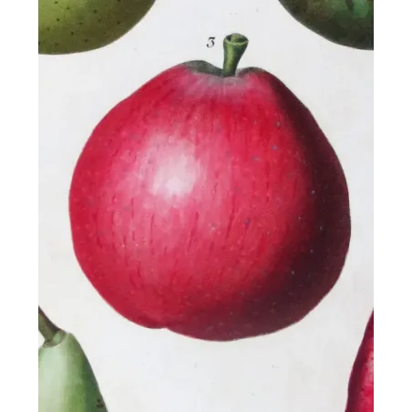 Antique Botanical Print – Pancrace Bessa – Variegated Pears and Apple