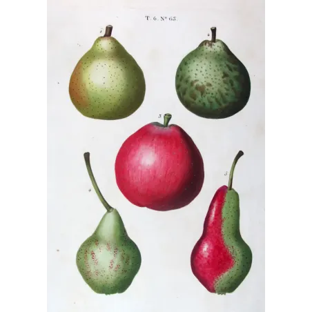 Antique Botanical Print – Pancrace Bessa – Variegated Pears and Apple