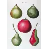 Variegated Pears and Apple (*Pyrus communis*),  Poirier commun,  Antique botanical print by Bessa (c.1801-1819)