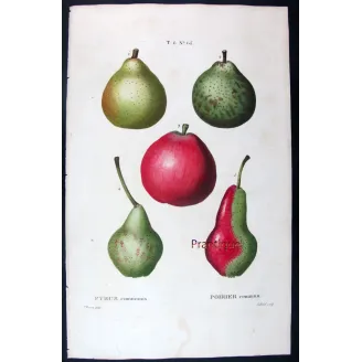 Antique Botanical Print – Pancrace Bessa – Variegated Pears and Apple