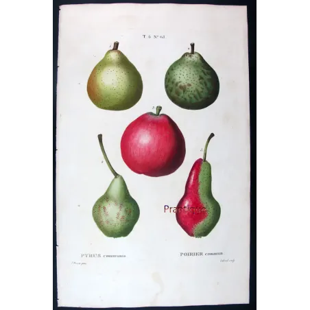 Antique Botanical Print – Pancrace Bessa – Variegated Pears and Apple