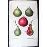 Variegated Pears and Apple (*Pyrus communis*),  Poirier commun,  Antique botanical print by Bessa (c.1801-1819)