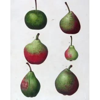 Antique Botanical Print – Pancrace Bessa – Assorted Red-Green Pears