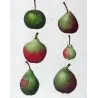 French Cultivated Pear Varieties (Pyrus communis) — Original Hand-Colored Engraving by Pancrace Bessa