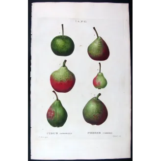 Antique Botanical Print – Pancrace Bessa – Assorted Red-Green Pears