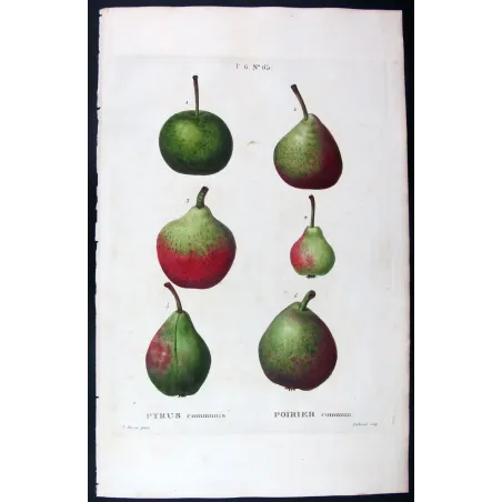 Antique Botanical Print – Pancrace Bessa – Assorted Red-Green Pears