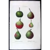 French Cultivated Pear Varieties (Pyrus communis) — Original Hand-Colored Engraving by Pancrace Bessa