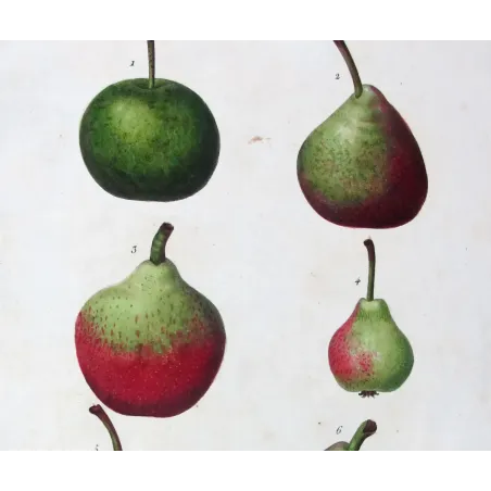 Antique Botanical Print – Pancrace Bessa – Assorted Red-Green Pears