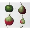 French Cultivated Pear Varieties (Pyrus communis) — Original Hand-Colored Engraving by Pancrace Bessa