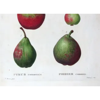 Antique Botanical Print – Pancrace Bessa – Assorted Red-Green Pears
