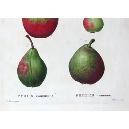 Antique Botanical Print – Pancrace Bessa – Assorted Red-Green Pears