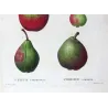 French Cultivated Pear Varieties (Pyrus communis) — Original Hand-Colored Engraving by Pancrace Bessa