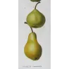 Green-Golden Pears Varieties (*Pyrus communis*), Poirier commun, Antique botanical print by Bessa (c.1801-1819)