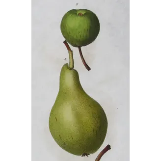 Antique Botanical Print – Pancrace Bessa – Green-Golden Pears and Apples