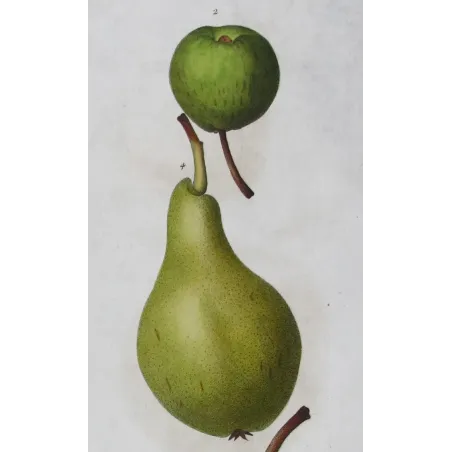Antique Botanical Print – Pancrace Bessa – Green-Golden Pears and Apples