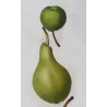 Green-Golden Pears Varieties (*Pyrus communis*), Poirier commun, Antique botanical print by Bessa (c.1801-1819)