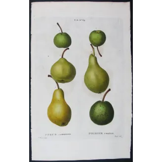 Antique Botanical Print – Pancrace Bessa – Green-Golden Pears and Apples