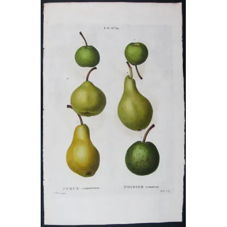 Antique Botanical Print – Pancrace Bessa – Green-Golden Pears and Apples
