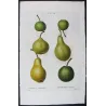 Green-Golden Pears Varieties (*Pyrus communis*), Poirier commun, Antique botanical print by Bessa (c.1801-1819)