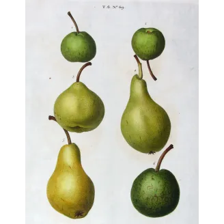 Antique Botanical Print – Pancrace Bessa – Green-Golden Pears and Apples