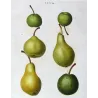 Green-Golden Pears Varieties (*Pyrus communis*), Poirier commun, Antique botanical print by Bessa (c.1801-1819)