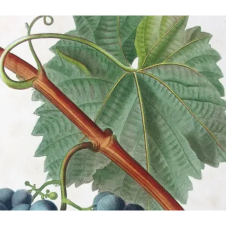 Antique Botanical Print – Pancrace Bessa – Franc-Kenthal Grape