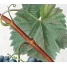 Franc-Kenthal Grape (*Vitis vinifera*) var. Franc-Kenthal, Antique botanical print by Bessa (c.1801-1819)