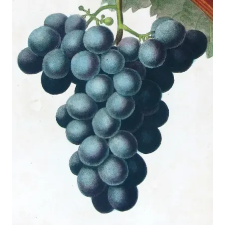 Antique Botanical Print – Pancrace Bessa – Franc-Kenthal Grape