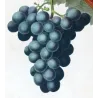 Franc-Kenthal Grape (*Vitis vinifera*) var. Franc-Kenthal, Antique botanical print by Bessa (c.1801-1819)