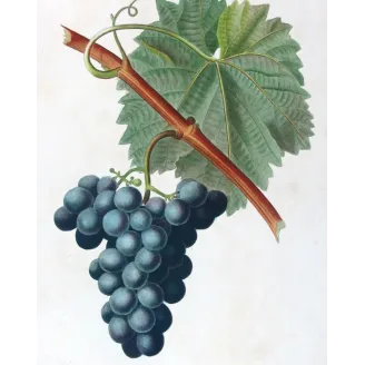 Antique Botanical Print – Pancrace Bessa – Franc-Kenthal Grape