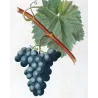 Franc-Kenthal Grape (*Vitis vinifera*) var. Franc-Kenthal, Antique botanical print by Bessa (c.1801-1819)