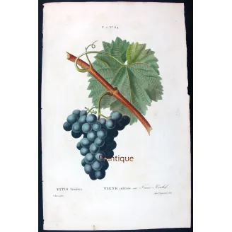 Antique Botanical Print – Pancrace Bessa – Franc-Kenthal Grape