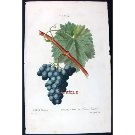 Antique Botanical Print – Pancrace Bessa – Franc-Kenthal Grape